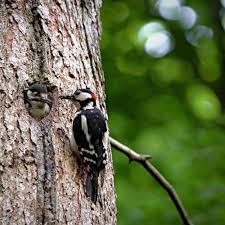 Maybe you would like to learn more about one of these? Stream Great Spotted Woodpecker Fledgling Calling Out For Food Yorkshire Uk By Toby Hall Listen Online For Free On Soundcloud