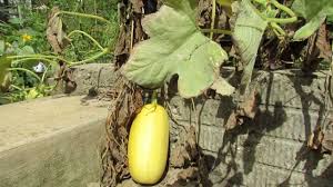 Mfg 2013 When To Harvest Spaghetti Squash What They Look Like
