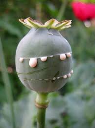 The best part about growing poppies is that once you have planted them, they will come back every year, resulting in graceful drifts with time. Pin By Garbledeegoop On The Sickness Within Poppies Seed Pods Papaver Somniferum