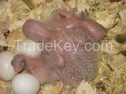 hyacinth macaw parrot hatching eggs and