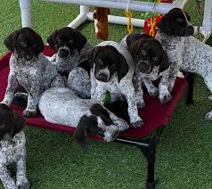 chelsea german shorthaired pointers