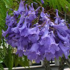 Amazon.com: 藍紫色紫紫花花根麻花木灌木傳家寶30顆散裝種子: 露臺、草皮與花園