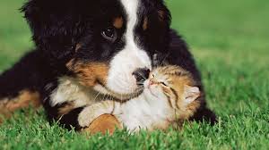 cute puppy and kitten wallpapers 58