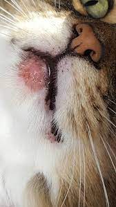 cat s lip is swollen help
