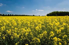 free stock photo of yellow flower field