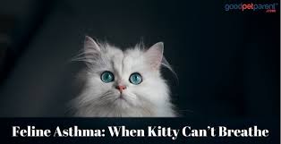 How you can start a treatment plan and make lifestyle. Feline Asthma When Kitty Can T Breathe Good Pet Parent