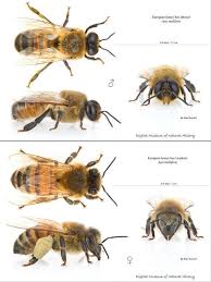 How To Tell A Queen Bee From A Worker Bees The Life Cycle