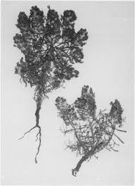 Coris monspeliensis (Primulaceae) and Laburnum alpinum ...