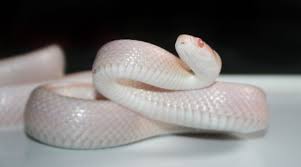 Mimpi dililit ular besar ataupun kecil merupakan pertanda terganggunya kebebasan dalam kehidupan anda. Jelaskan Arti Mimpi Ular Putih Paramimpi Paranormal Mimpi