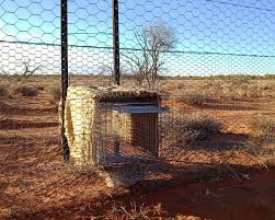 It is extremely long lasting, some traps have been in continuous operation with councils for over 15 years. Controlling Feral Predators Arid Recovery