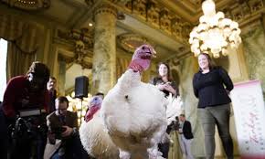 But turkey is certainly not from turkey. White House Reveals Names Of Turkeys To Be Pardoned By Trump This Thanksgiving