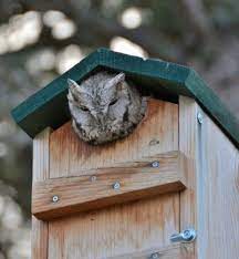 Screech Owl Nest Boxes Gobillybird