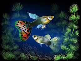 Guppy growth rate! | Guppy fish, Fish painting, Animal wallpaper