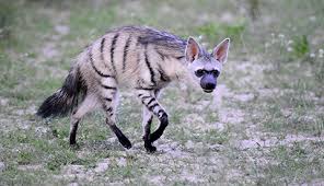 Image result for Aardwolves are found in southern Africa and parts of East Africa.