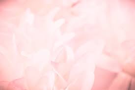 pink flower background images browse