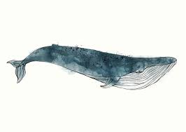 Blue Whale From Whales Chart Greeting Card