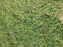 These invasive weeds can camouflage as flowers in your garden. What Product Gets Rid Of Clover With Little Yellow Flowers Hometalk