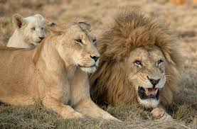 Of the light brown color that resembles the fur of a lion. Meet The Lion Family Male Female Cub Alert