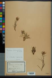 File:Neuchâtel Herbarium - Phyteuma hedraianthifolium ...