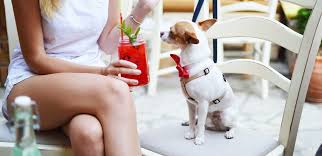 dog friendly patios in vancouver you