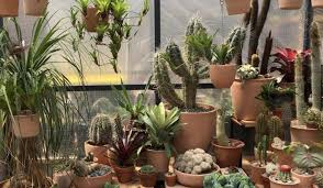 Desert Vibes To Nyc With Pop Up Garden