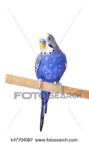 Budgie Blue Isolated On White Background Budgerigar In