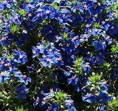 If you live in a northern zone and are frustrated with perennials that are behaving like annuals, here is a list of. Zone 5 Perennials Longest Blooms This Charming Long Blooming Ball Of Blue Is Blue Pimpernel Anagallis Ball Blooms Blue Cha Stauden Bluten Straucher