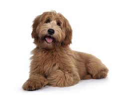 labradoodle breed information manypets