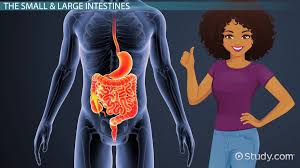 overview of the human digestive system