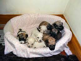 New and used items, cars, real estate, jobs, services, vacation rentals and more if you are interested in future litters you may text me and ill get back to you when i have a chance. Teddy Bear Puppies For Sale What You Need To Know
