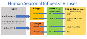 This means comparing the numbers isn't as straightforward as we would like. Types Of Influenza Viruses Cdc