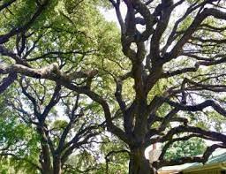 Whether you're planning a wedding, cocktail party, or reception, serve up the perfect event with. Tree Trimming In Round Rock Cedar Park Georgetown Tx