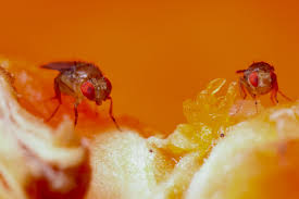 how to get rid of fruit flies summer