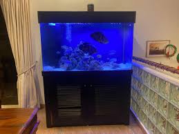 600 l fish tank free to a good home