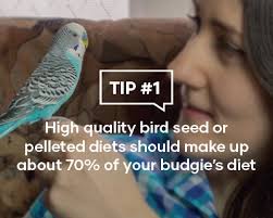 budgie care guide animates pet supplies