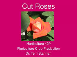 Ppt Cut Roses Powerpoint Presentation