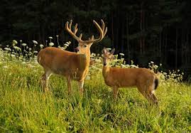 New Yorks Best Deer Hunting Finger Lakes Outdoor Adventures