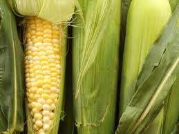 growing sweet corn in your garden