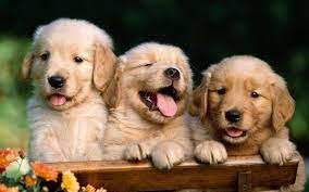 Cute Dog Computer Wallpapers - Top Free ...