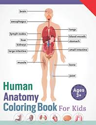 Free coloring sheets to print and download. 100 Best Human Body Books Of All Time Bookauthority