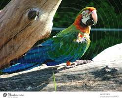 papagalli parrots bird a royalty free