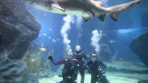 dive with sharks bangkok thailand