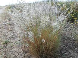 Corynephorus canescens (L.) P.Beauv., Grey hair-grass (World flora ...