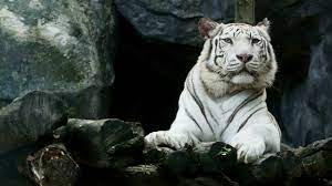 2560x1440 big white tiger hd 1440p