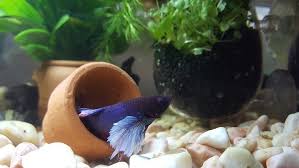 Wood is a favourite of the dedicated aquascaper as it's a decoration that really helps to emulate that natural underwater look. 6 Betta Fish Tank Set Up Ideas You Can Create Today With Pics It S A Fish Thing