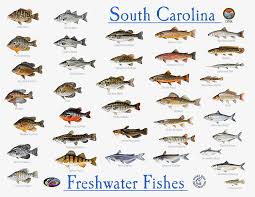 Freshwater Fish Chart Freshwater Fish Fishing Chart