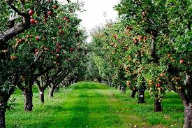 How To Grow And Care For Apple Trees