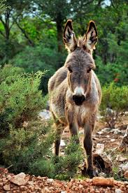 nature cute outdoors donkey
