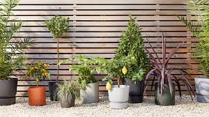 How To Keep Your Outdoor Plants Upright