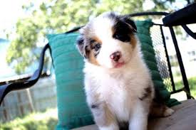 Puppies are socialized immediately upon birth and treated as a part of our family. Mallory S Mini Aussies Home Facebook